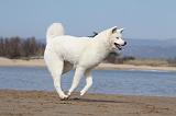 AKITA INU 190